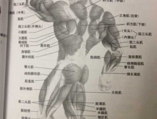 俯卧撑可以锻炼臂力吗 俯卧撑练臂力的方法有哪些